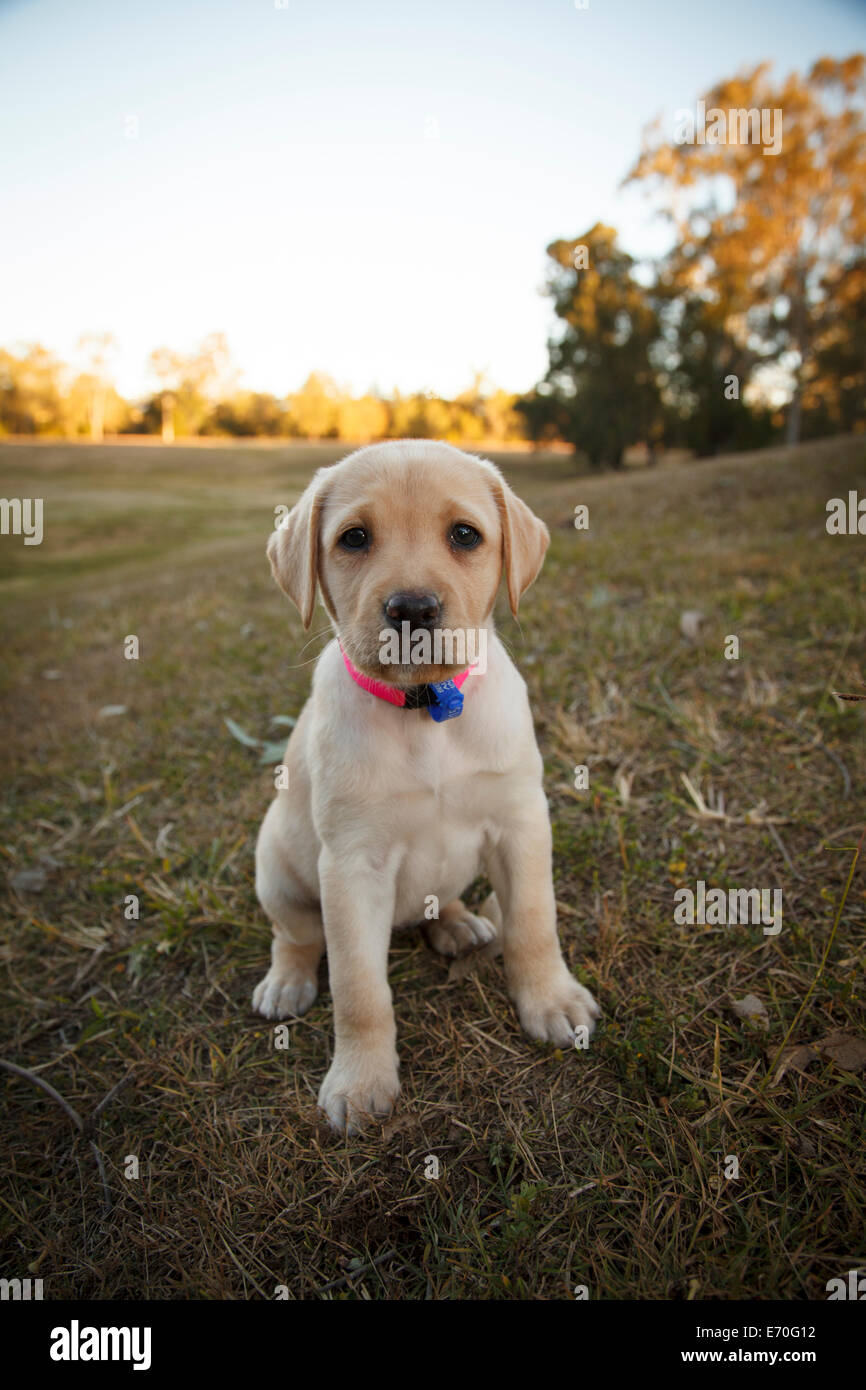 Un otto settimane vecchio cucciolo di Labrador dal pelo biondo al parco. Foto Stock