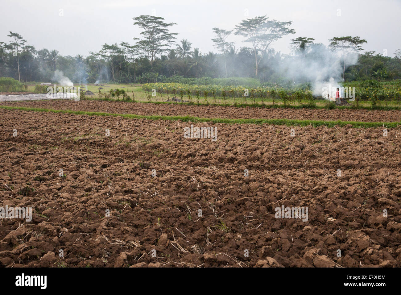 Borobudur, Java, Indonesia. La preparazione di campi per la pianta di tabacco. Cestino di masterizzazione contribuisce all'inquinamento atmosferico. Foto Stock