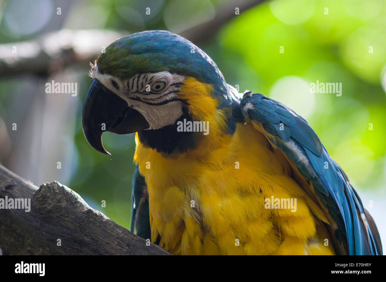 Blu-giallo macaw ara ararauna in Tingo Maria giungla. Perù. Foto Stock