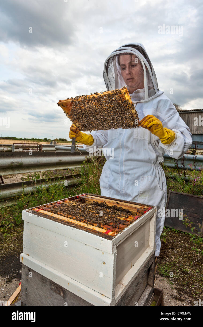 Un apicoltore di donna controllando un telaio dalla casella di covata del suo alveare per controllare la salute delle colonie e la regina Foto Stock