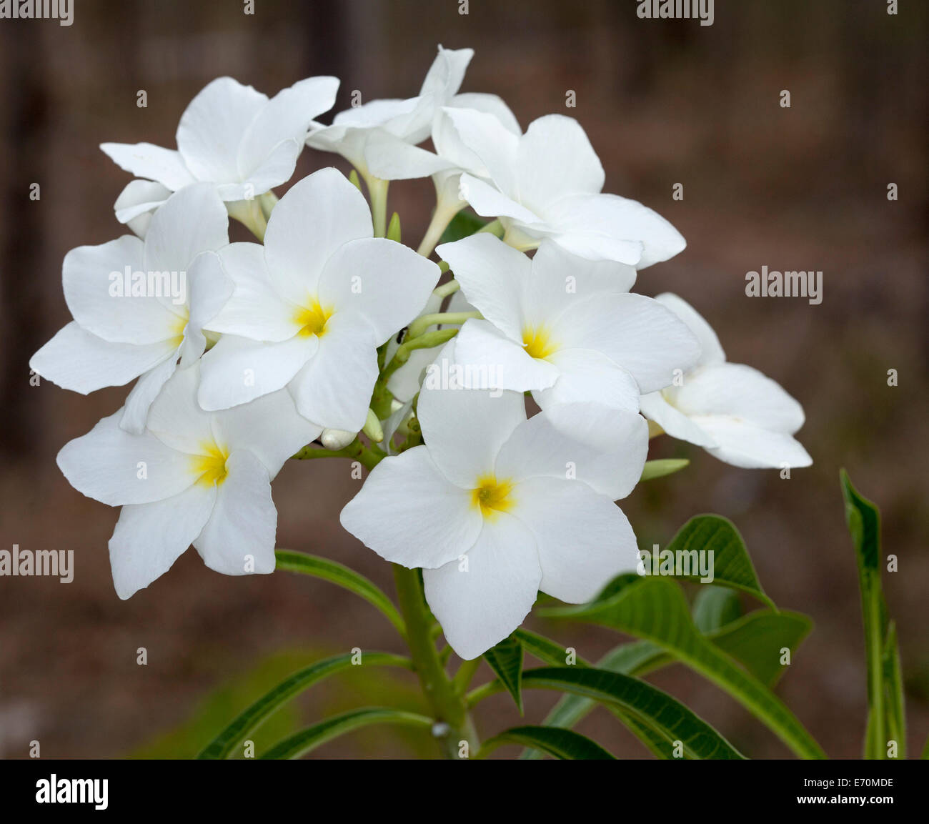 Cluster di bianco fiori profumati e il verde intenso del fogliame arbusto sempreverde Plumeria pudica 'amore sempiterno' - frangipani Foto Stock