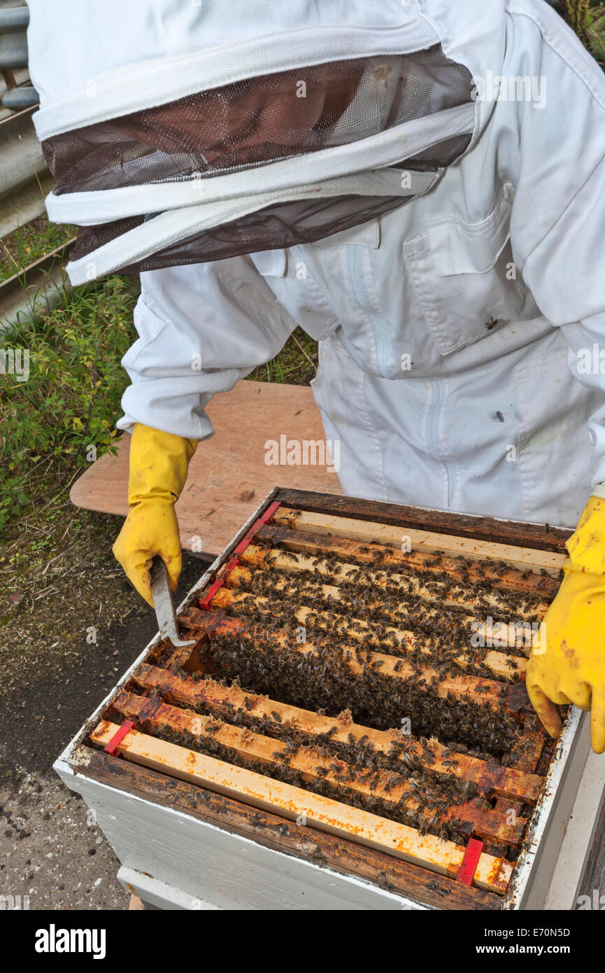 Un apicoltore controllare i frame nella casella di covata del suo alveare. Il broodbox è la sezione in cui la regina depone le uova. Foto Stock