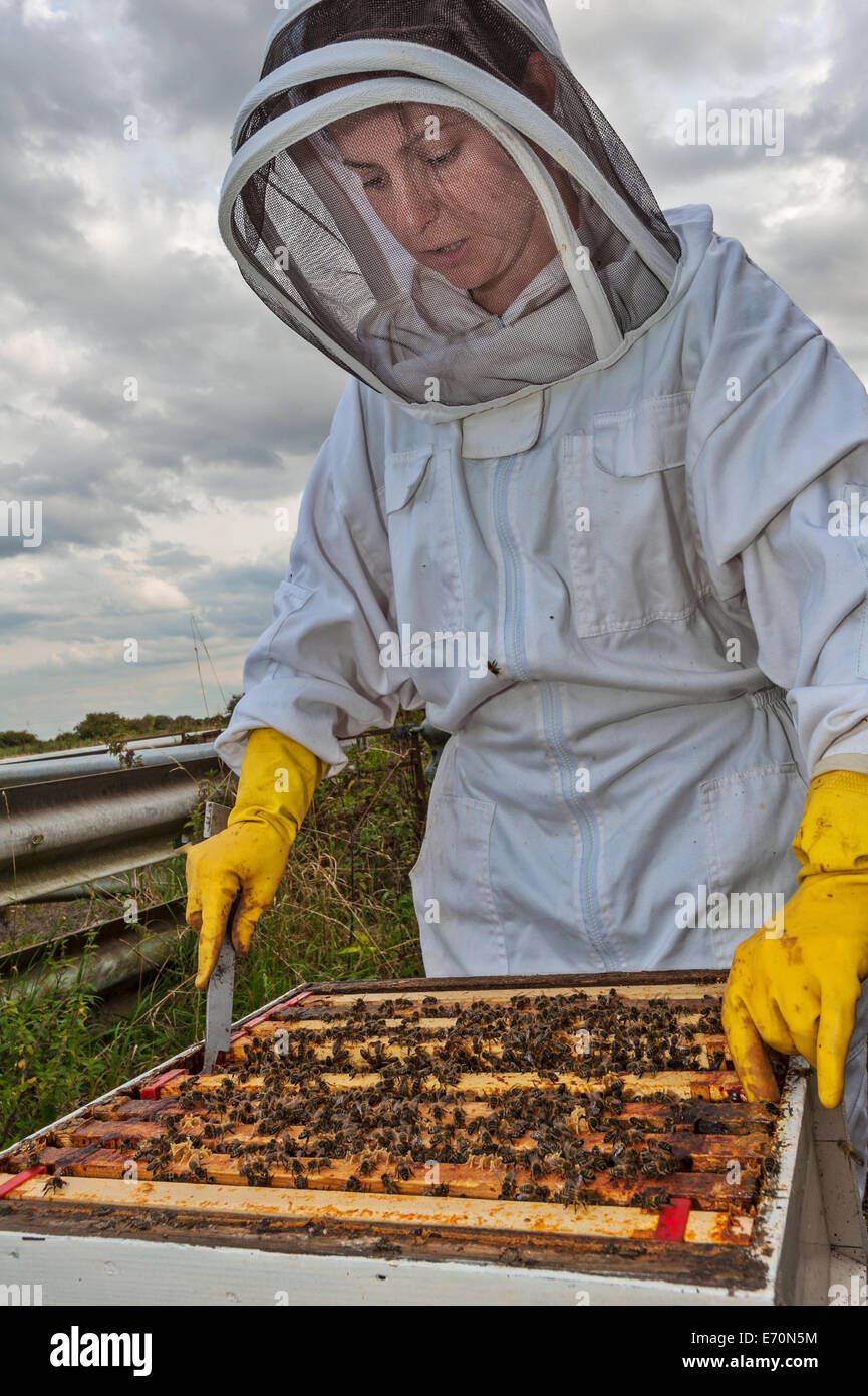 Un apicoltore di donna controllo del frame nella casella di covata (parte inferiore) del suo alveare per accertare la salute di alveare Foto Stock