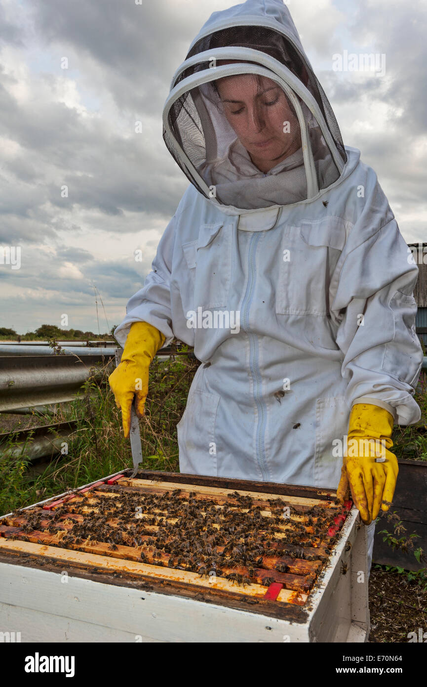 Una femmina di apicoltore telai di rimozione dalla casella di covata di suo alveare per ispezionare per alveare salute. Foto Stock