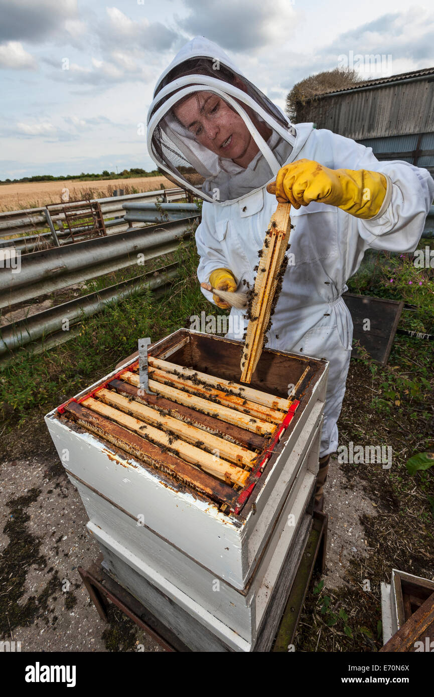 Un apicoltore di donna, spazzolatura api fuori da un telaio di miele come ella raccoglie il miele da uno dei suoi alveari. Foto Stock