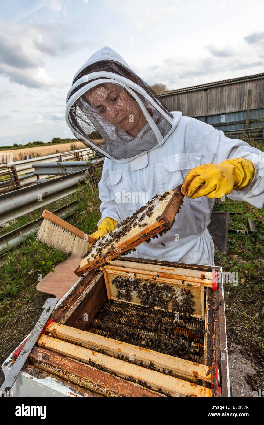 Un apicoltore di donna esamina il frame del miele nel suo alveare per controllare la produzione di miele e la salute dell'alveare Foto Stock
