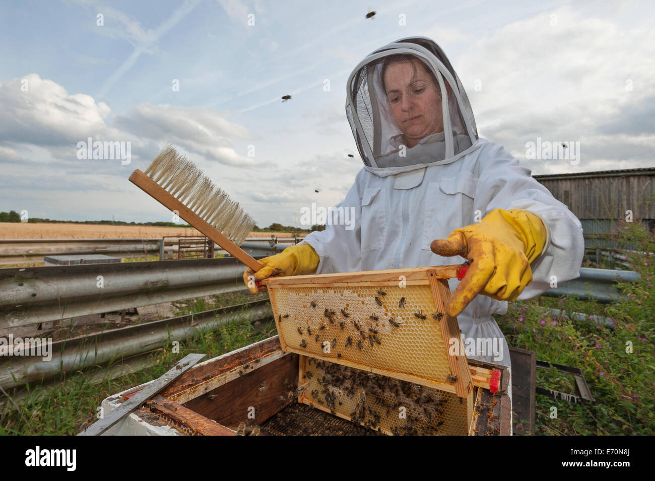 Un apicoltore di donna, vestita di indumenti protettivi, la rimozione di un telaio di miele dal super del suo alveare per controllare la produzione di miele Foto Stock
