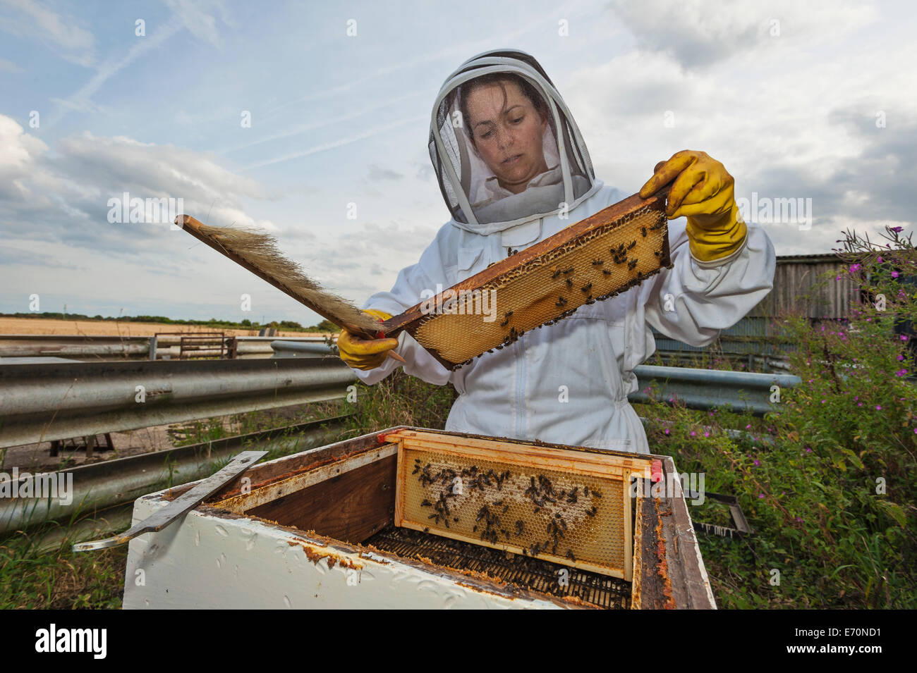 Un apicoltore di donna controllo del frame di miele del suo alveare per vedere che cosa l'anno di produzione è stata simile. Foto Stock