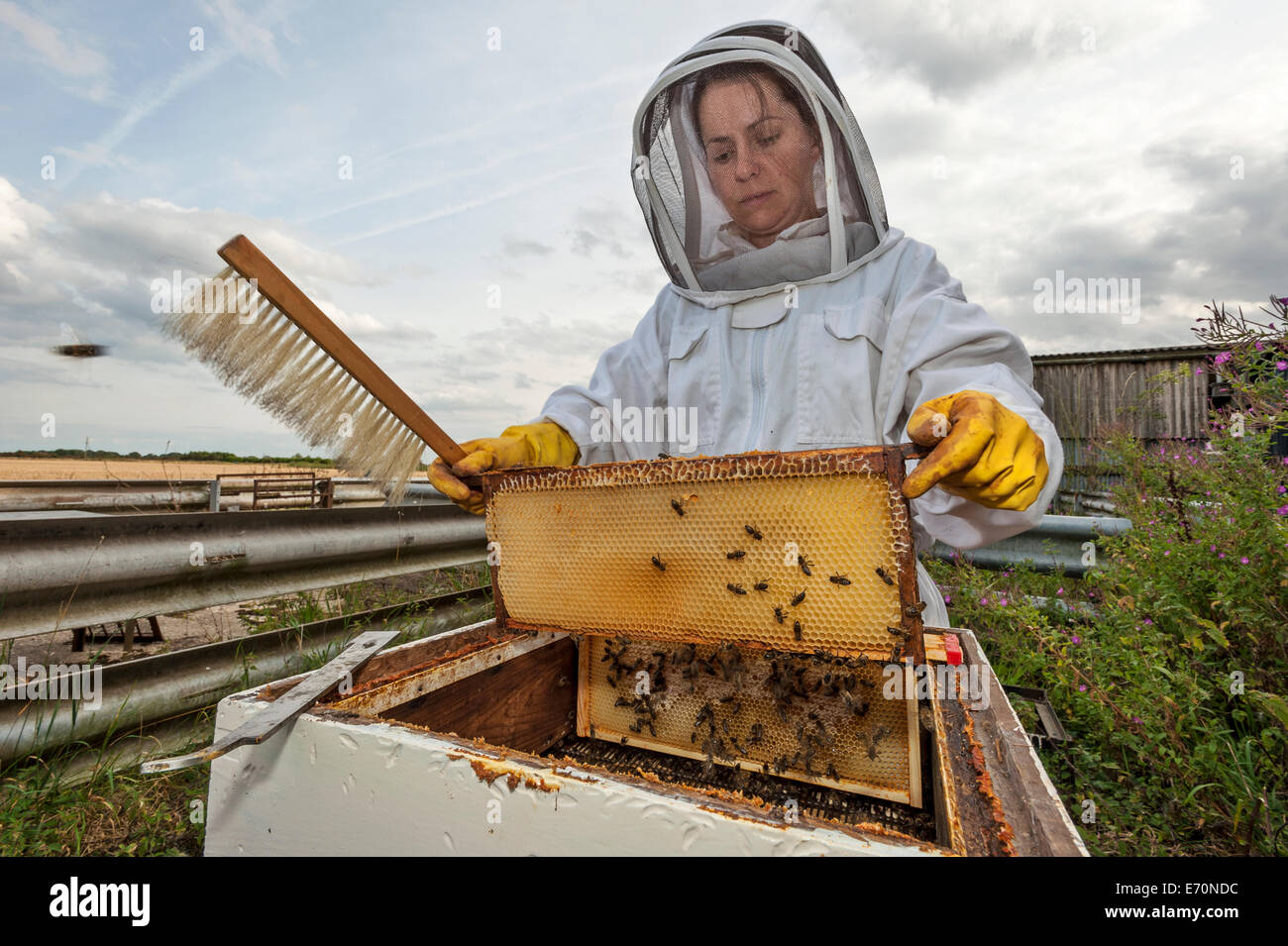 Un apicoltore di donna la rimozione di un miele-telaio del cuscinetto dal super del suo alveare controllo per produzione di miele e la salute dell'alveare Foto Stock
