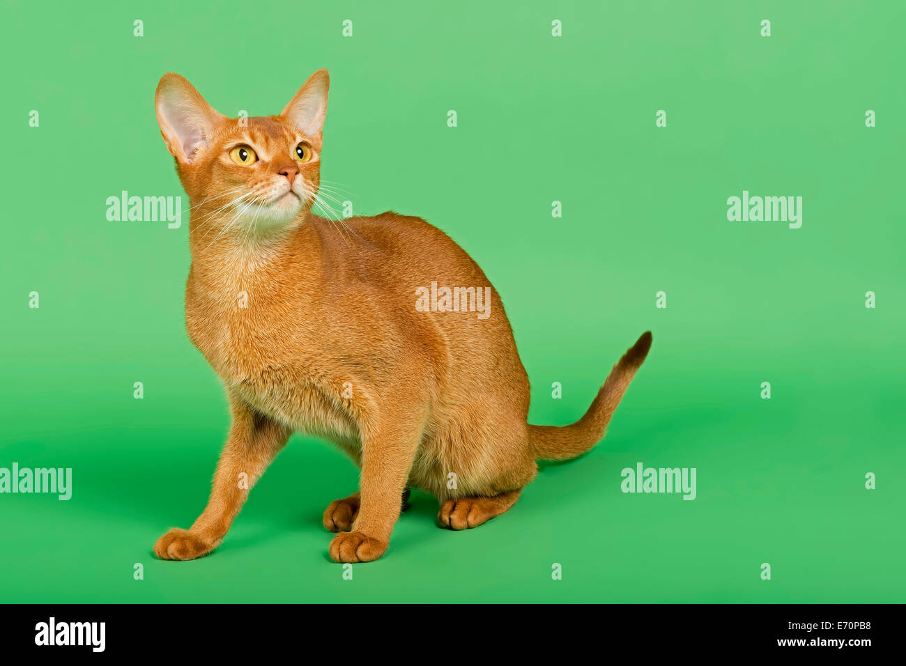 Gatto abissino, 2 anni, sorrel Foto Stock