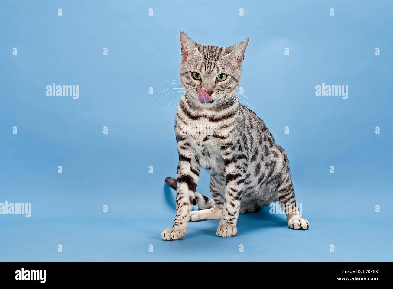 Gatto bengala, Tomcat, 14 mesi, mantello di colore argento macchiato Foto Stock
