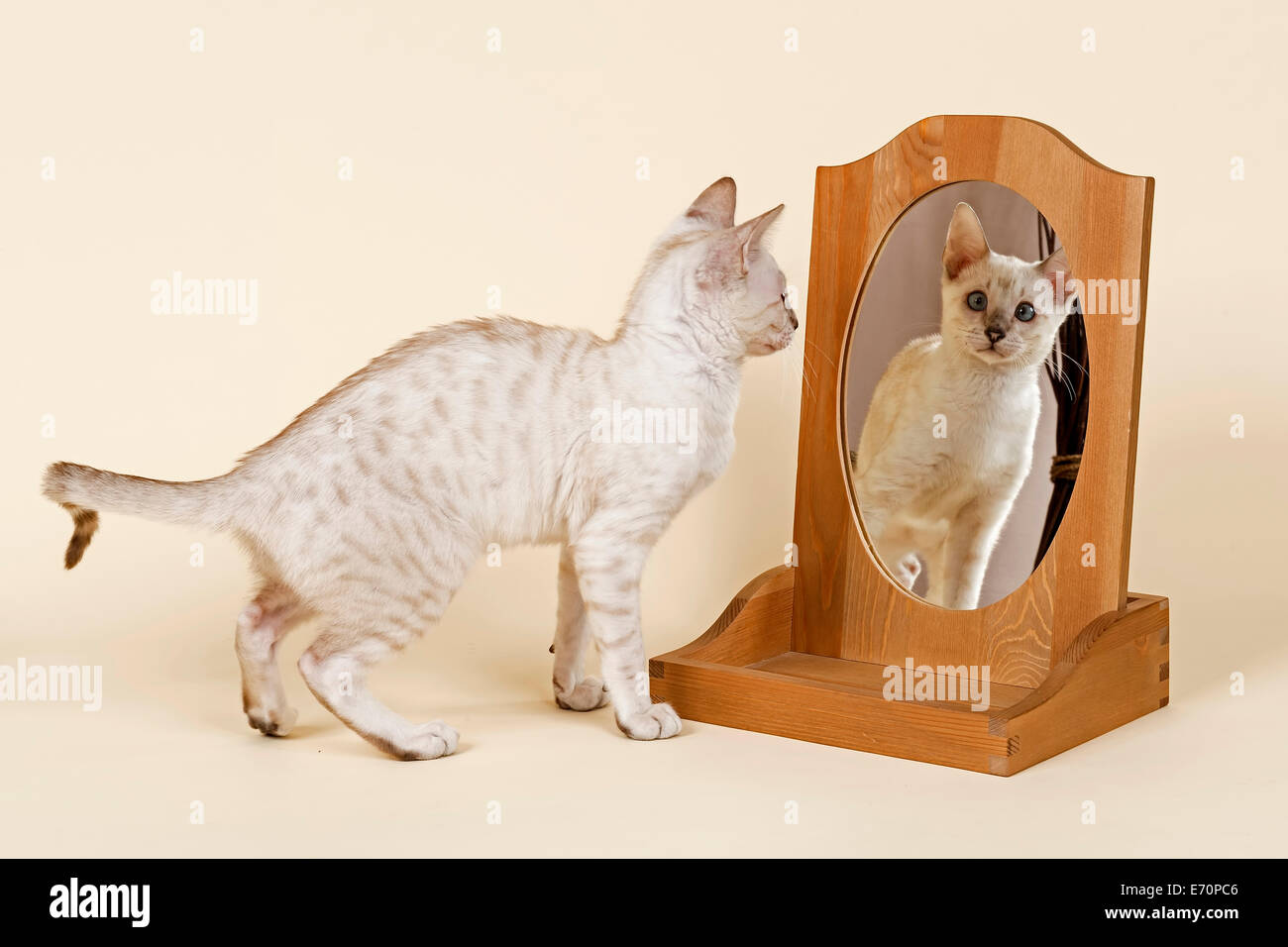 Gatto bengala, il mantello di colore neve, 16 settimane, guardando a se stessa nello specchio Foto Stock