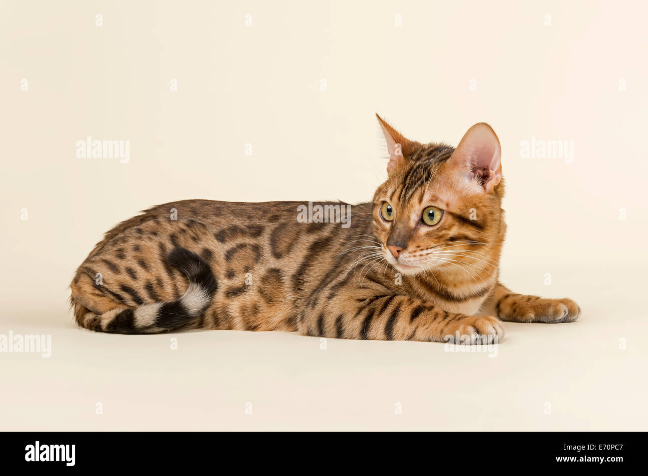 Gatto bengala, Tomcat, mantello di colore marrone rosettate Foto Stock