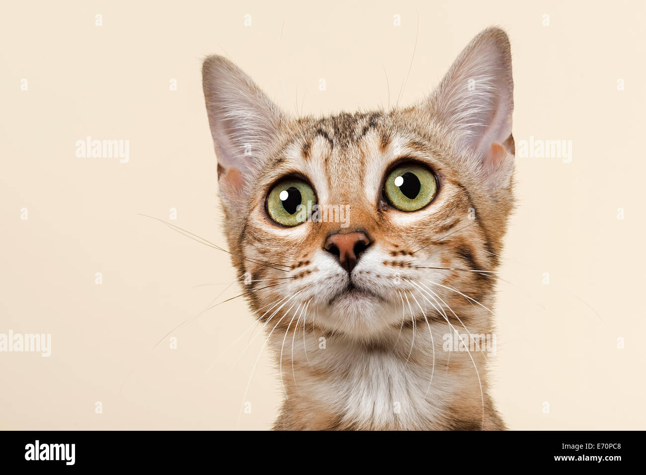 Gatto bengala, gattino, mantello di colore marrone rosettate, 16 settimane Foto Stock