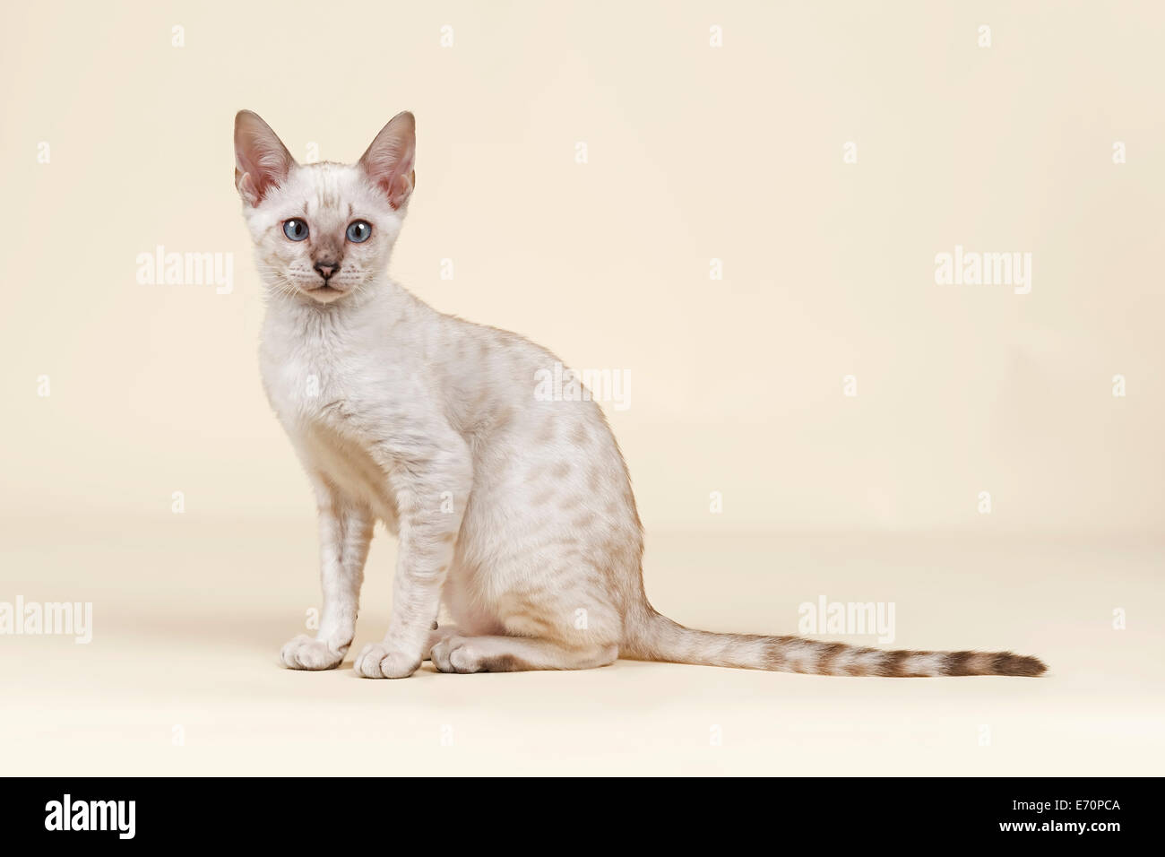 Gatto bengala, gattino, mantello di colore neve, 16 settimane Foto Stock