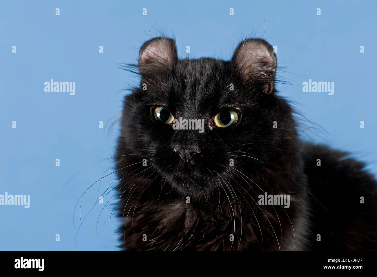 Gatto Americano Arricciato Immagini Gatto Americano Arricciato