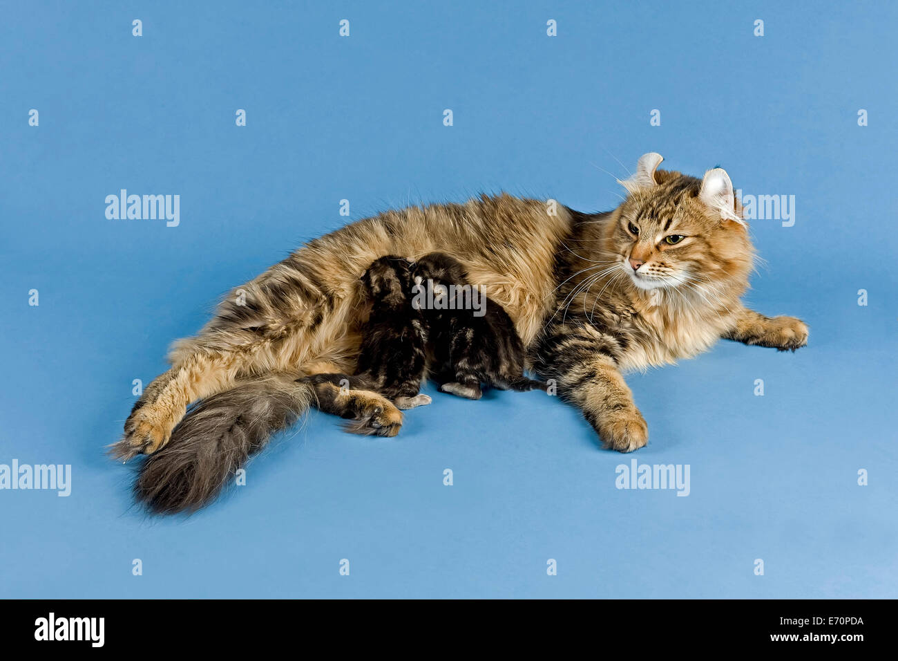 Pedigree cat, American Curl, razza di gatto, Gatto femmina cuccioli di allattamento Foto Stock