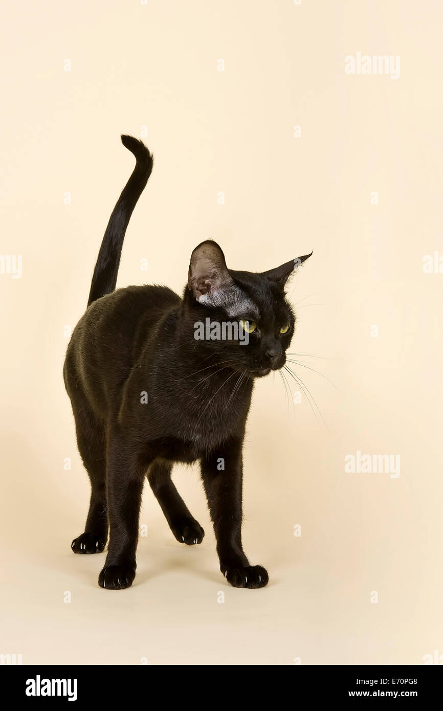 Asian Cat, 2 anni, colore nero Bombay Foto Stock