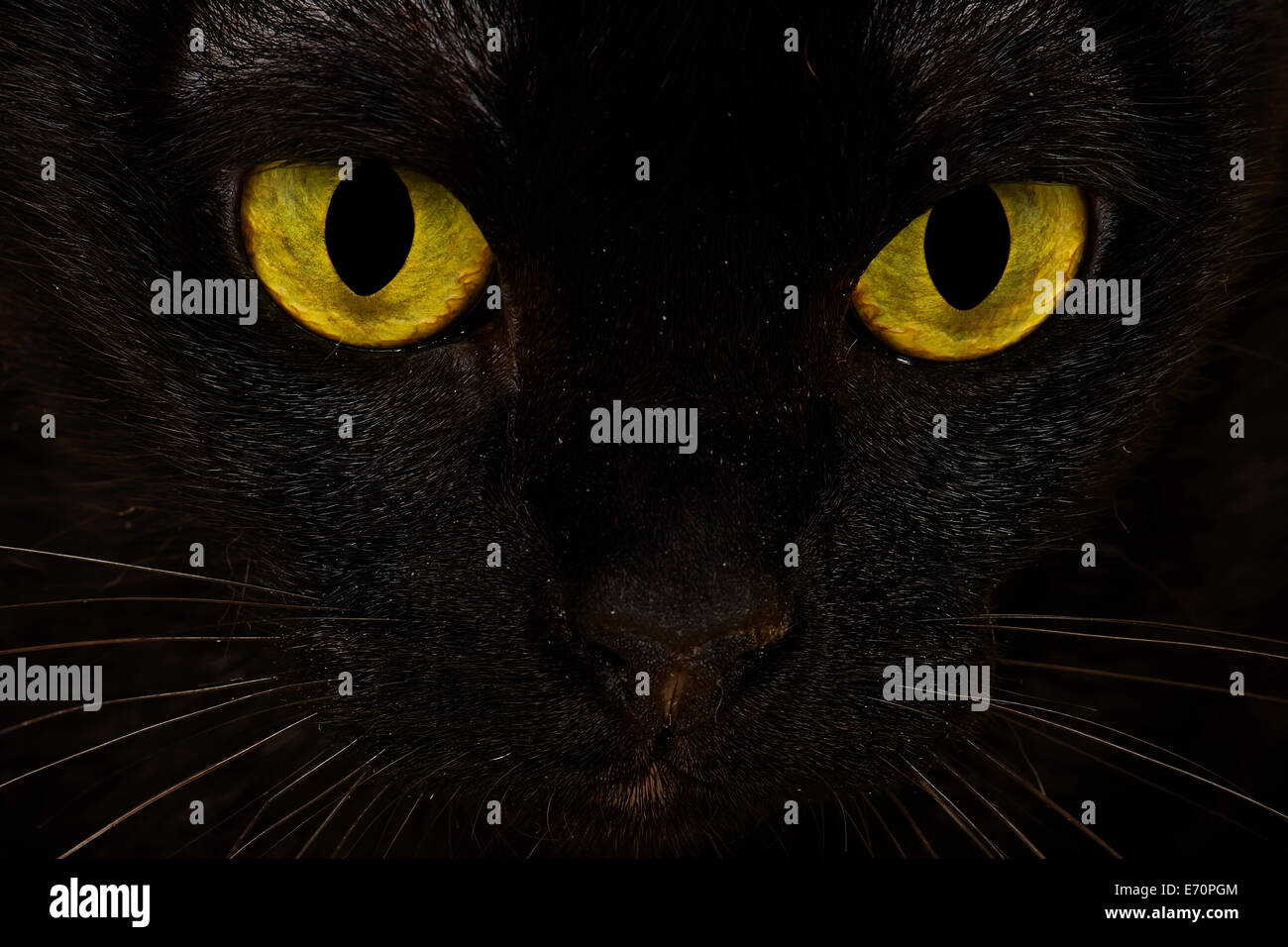 La faccia di un gatto asiatici, 2 anni, colore nero Bombay Foto Stock