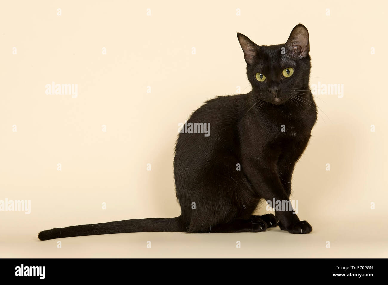 Asian Cat, 2 anni, colore nero Bombay Foto Stock