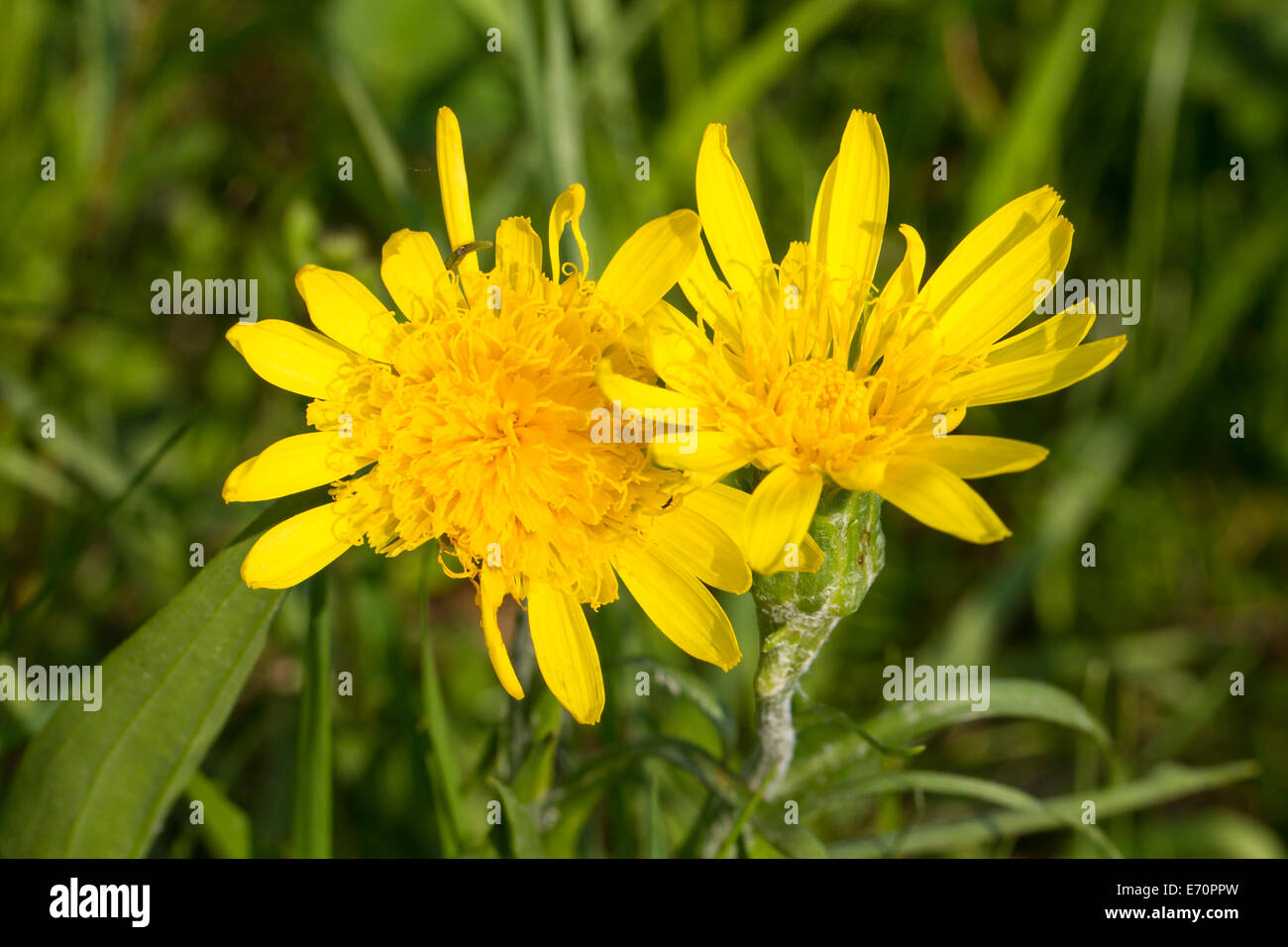 Scorzonera humilis erba vipere Schwarzwurzel Foto Stock