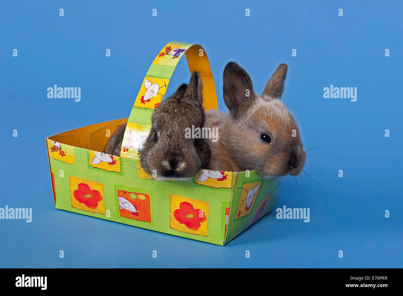 Due conigli pet in un cesto di Pasqua Foto Stock
