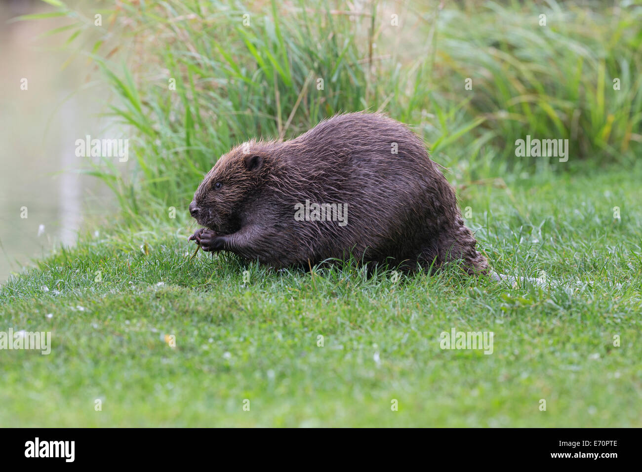 Eurasian castoro (Castor fiber) alimentazione su un ramo di salice, Tirolo, Austria Foto Stock