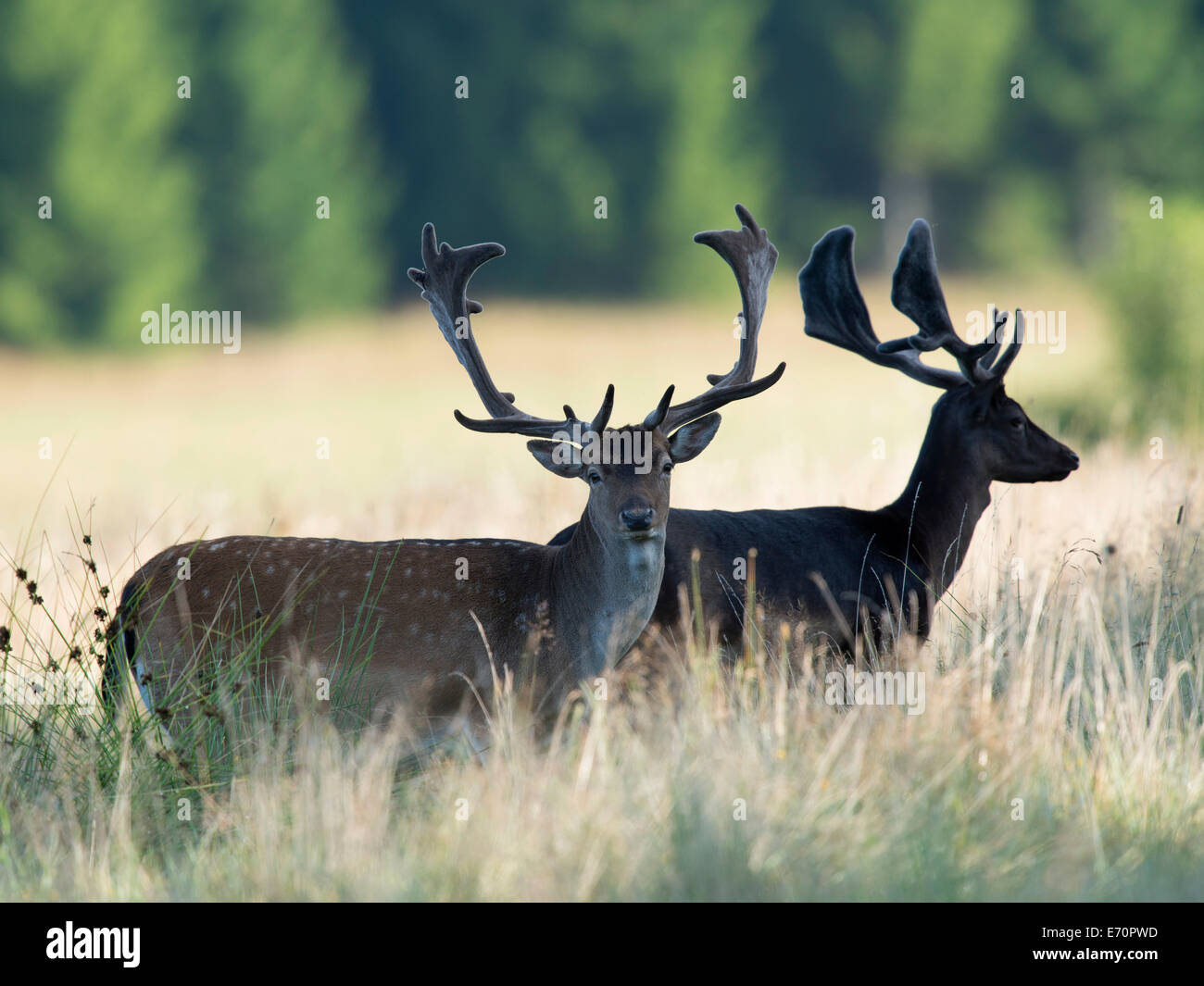 Daini (Dama Dama), Västra Götaland County, Svezia Foto Stock