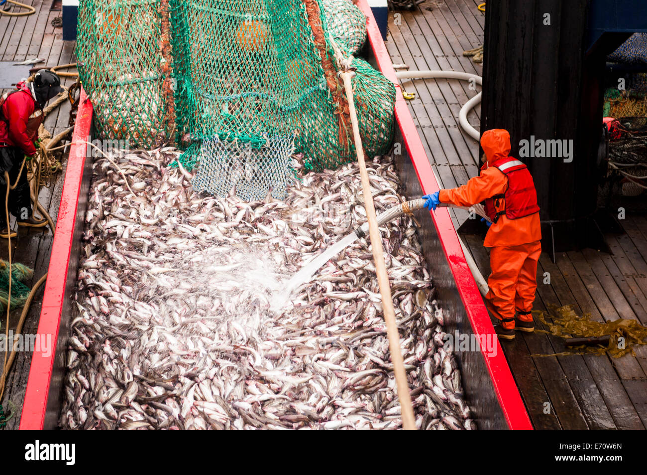 Pollack la pesca nel mare di Bering - Luglio 2014 Foto Stock