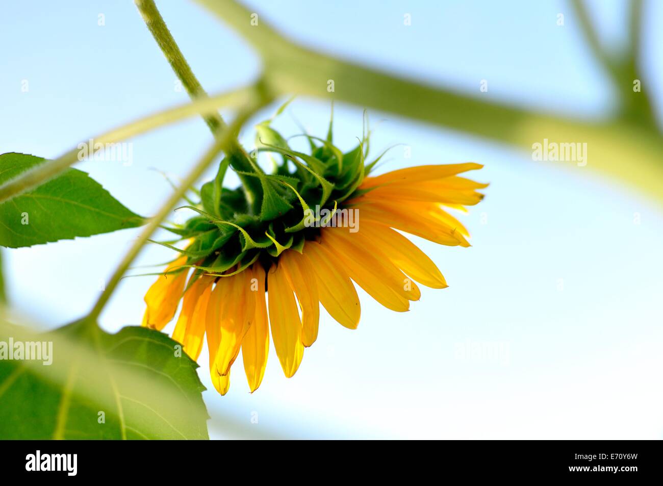 Girasole singolo sospesi verso il basso con il gambo e le foglie in soft focus contro un pallido cielo blu Foto Stock