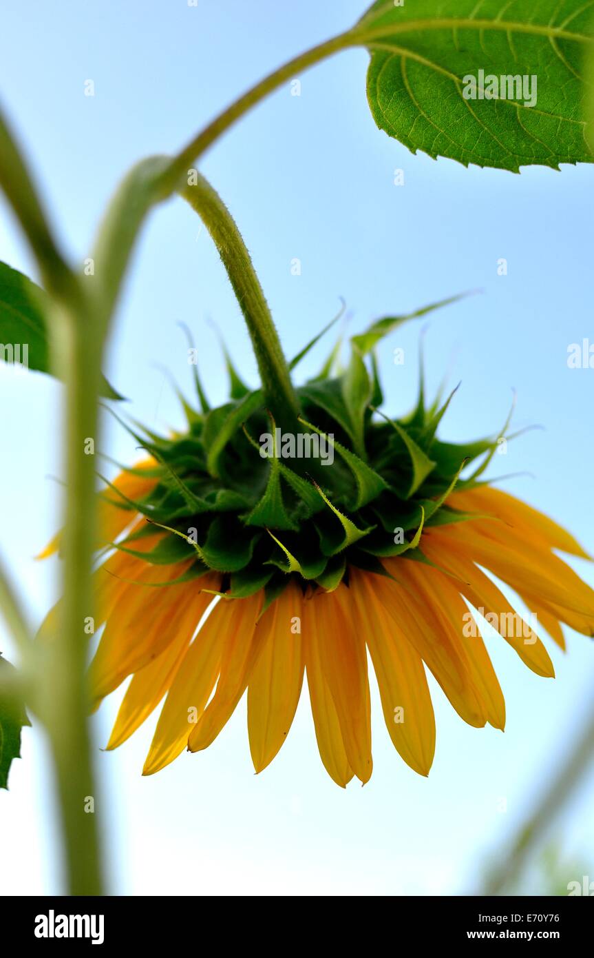 Giardino dei Girasoli contro un bel cielo blu chiaro Foto Stock