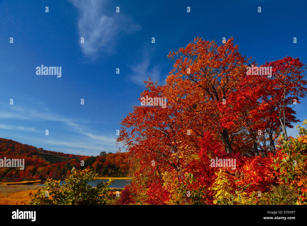 Prefettura di akita Foglie di autunno stagione di onuma Foto Stock