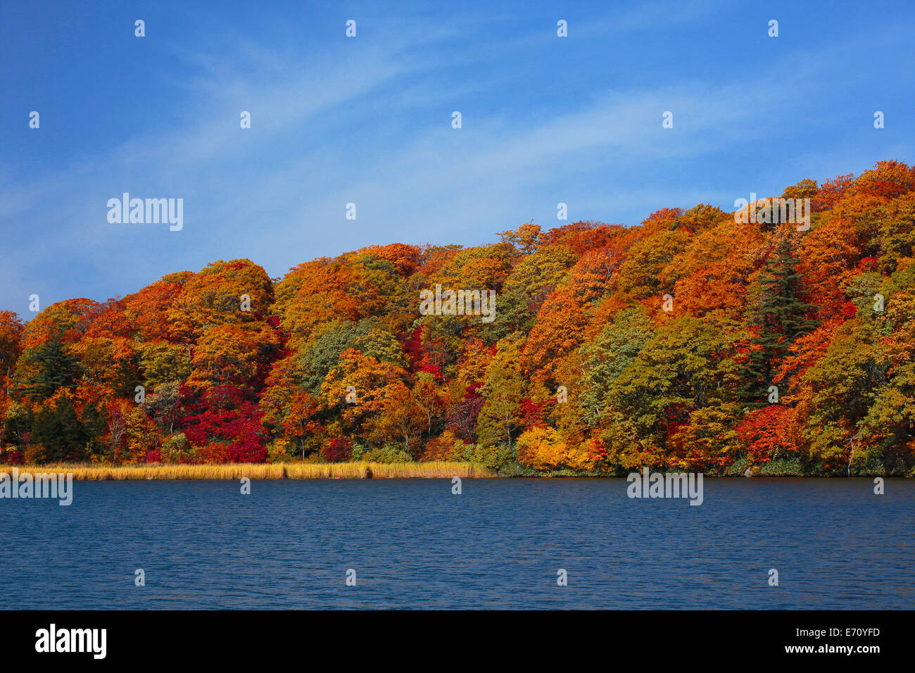 Prefettura di akita Foglie di autunno stagione di onuma Foto Stock