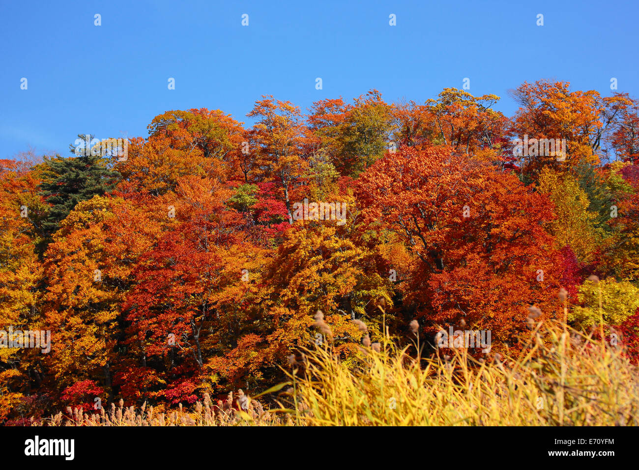 Prefettura di akita Foglie di autunno stagione di onuma Foto Stock