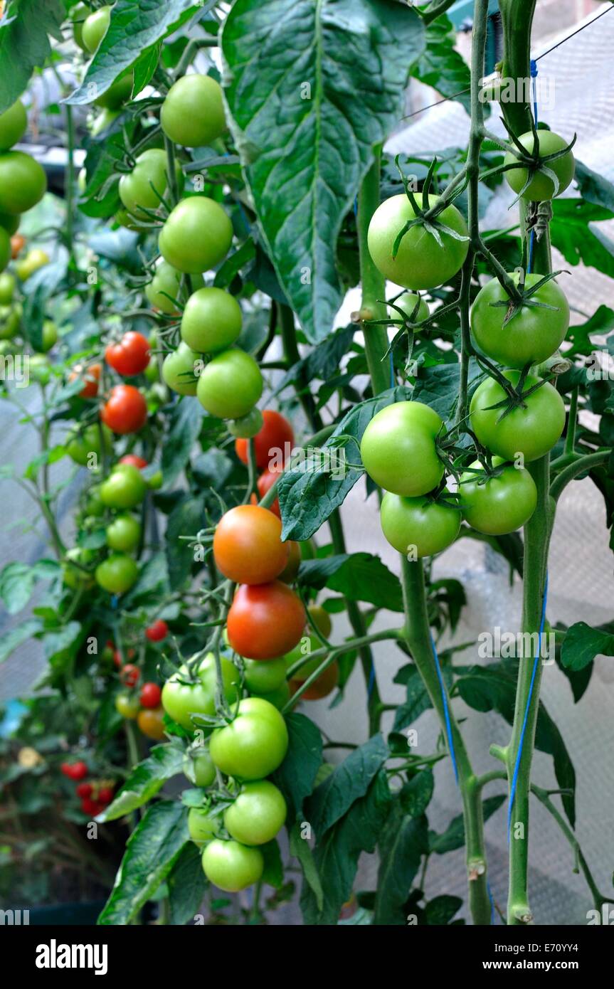 Rosso e i pomodori verdi sulla vite Foto Stock