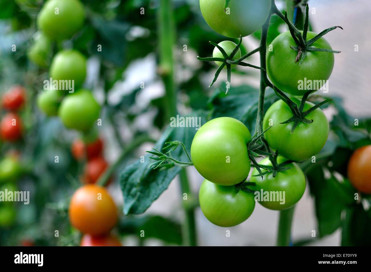 Rosso e i pomodori verdi sulla vite Foto Stock