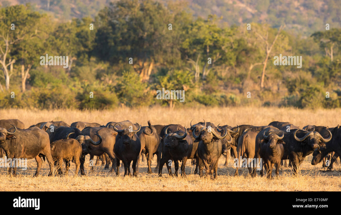 African Buffalo (Syncerus caffer) paesaggio Foto Stock