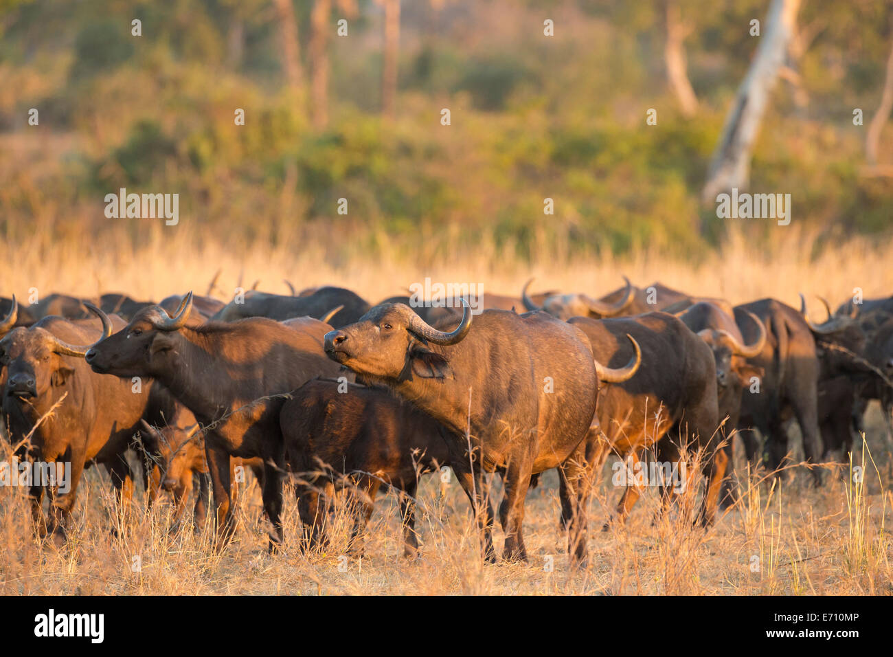 African Buffalo (Syncerus caffer) in movimento Foto Stock