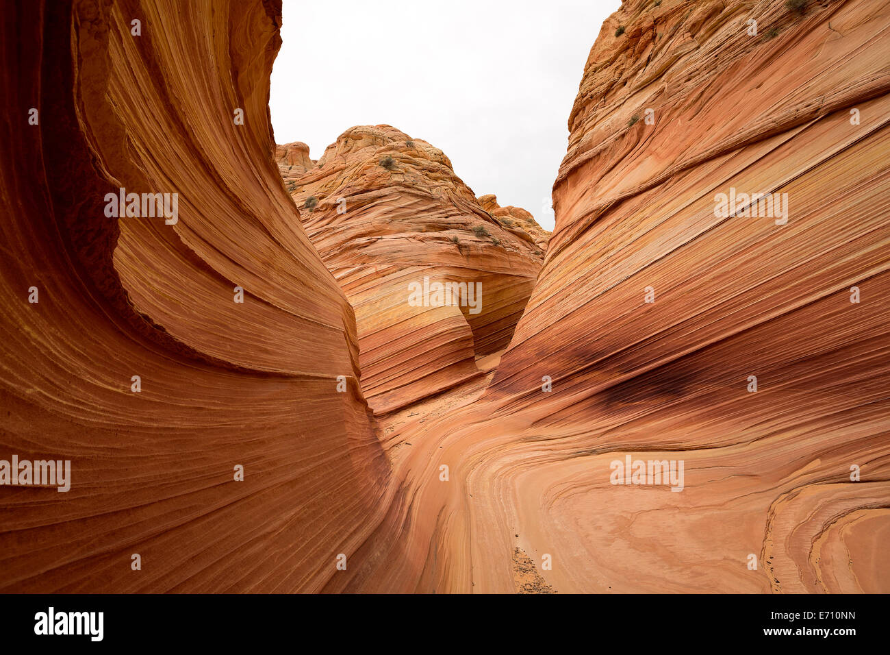 Coyote Butte wilderness area Foto Stock
