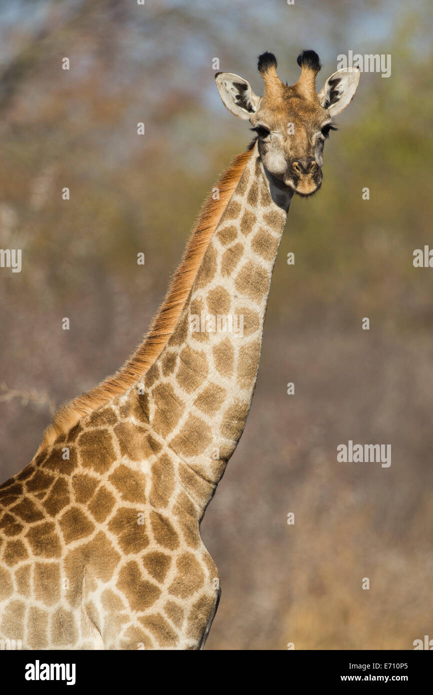 Giraffa femmina (Giraffa camelopardalis) della testa e del collo Foto Stock
