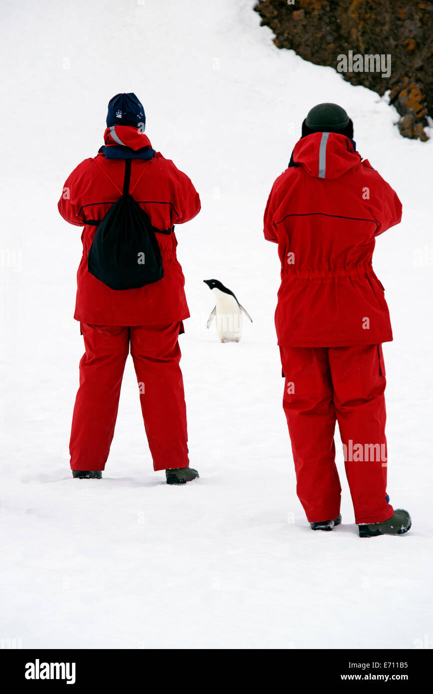 Due persone in arancio brillante impermeabilizza osservare e fotografare un pinguino chinstrap. Foto Stock