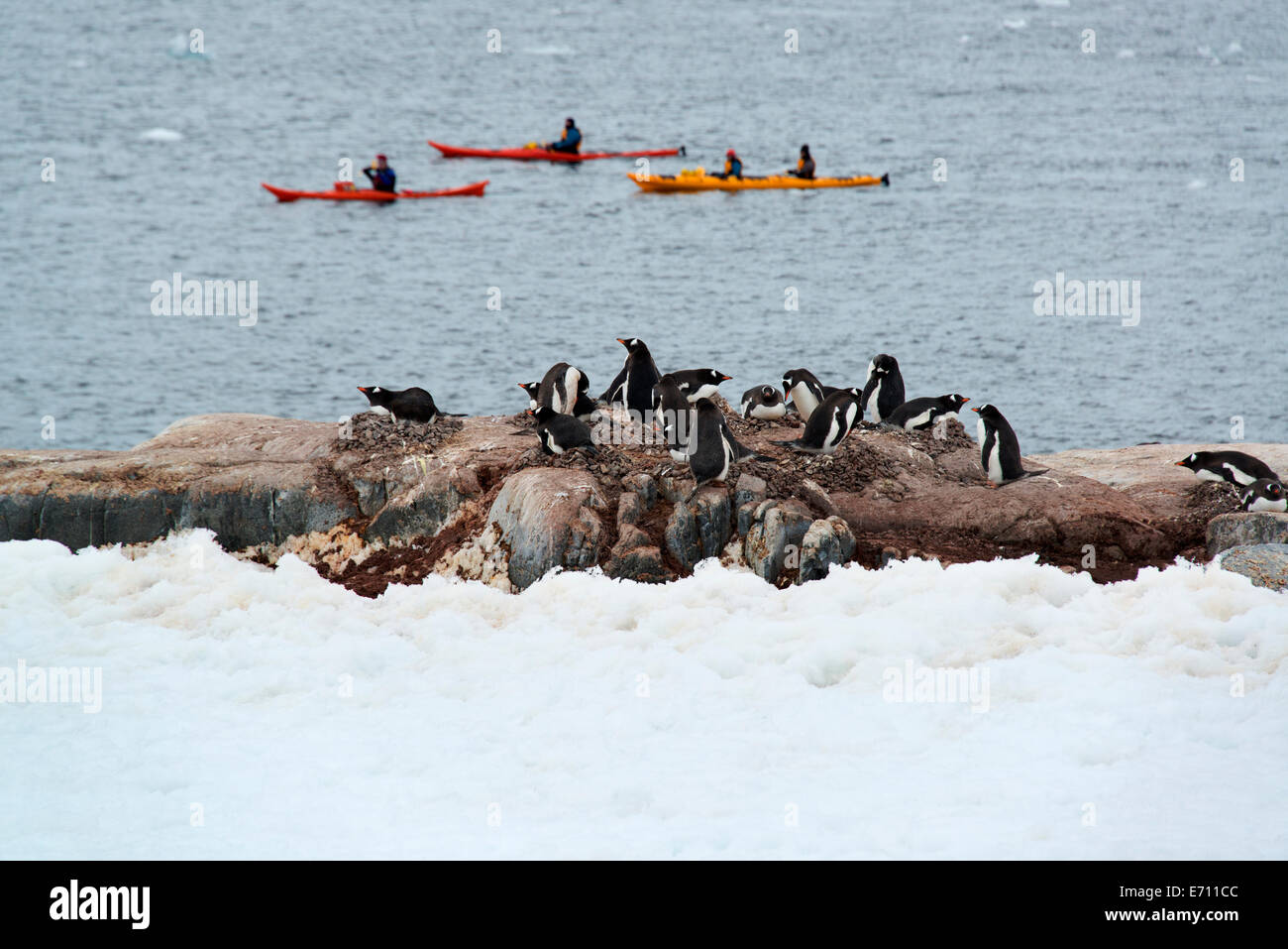 Tre kayak da mare sull'acqua via Riva di una isola antartico. Un branco di pinguini Gentoo sulla riva. Foto Stock