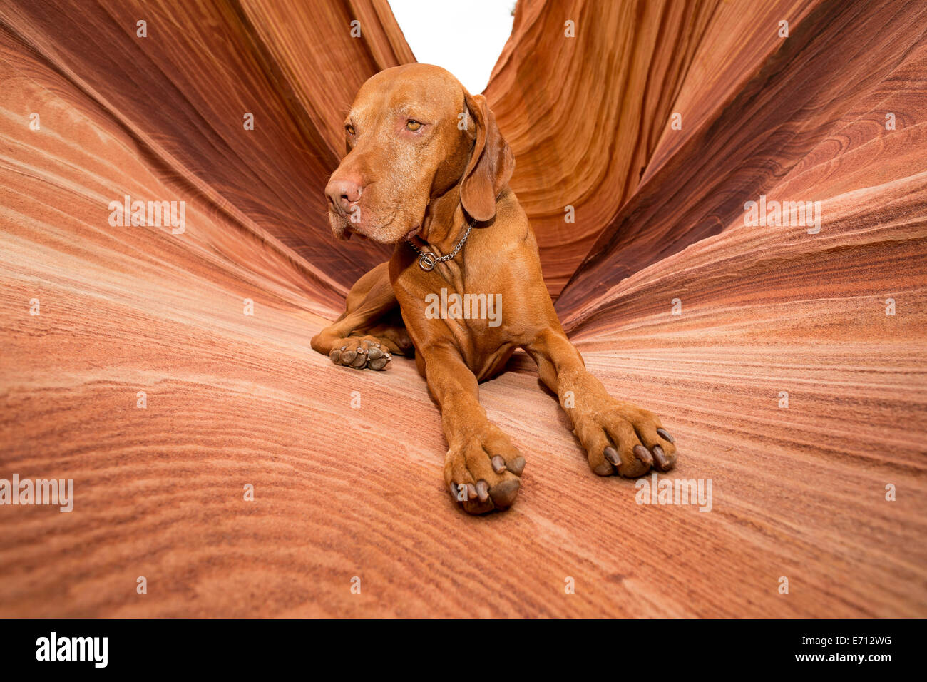 Il colore è dorato cane posa in Coyote Butte Foto Stock