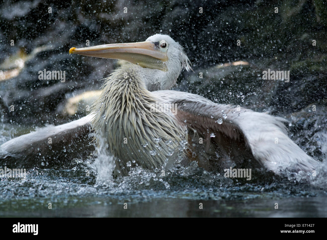 Great White Pelican spruzzi d'acqua. Foto Stock