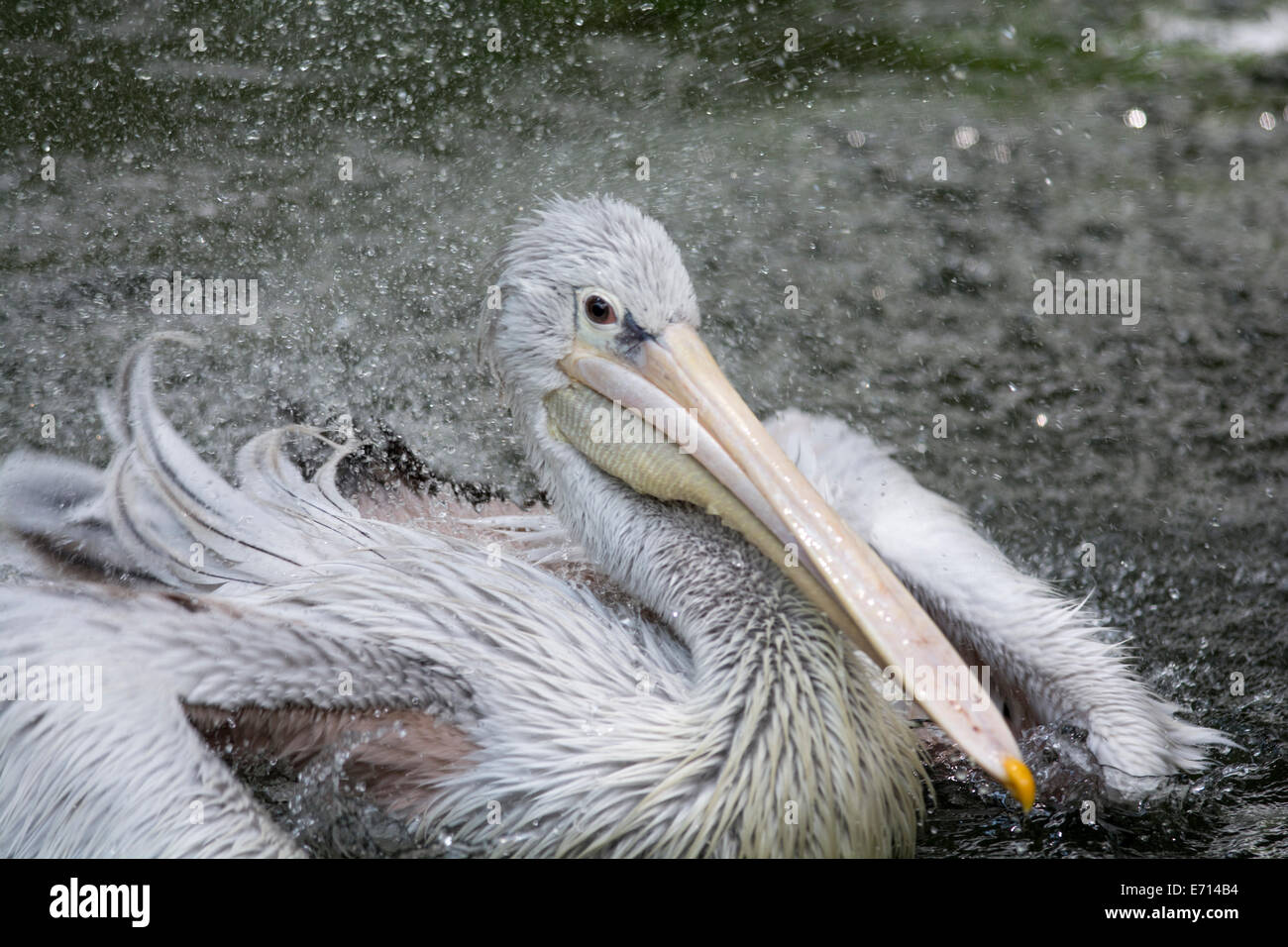 Great White Pelican spruzzi d'acqua. Foto Stock