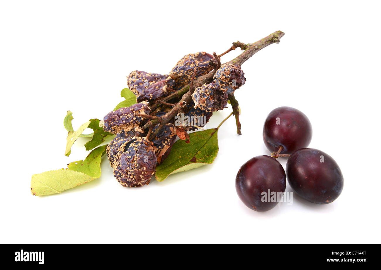 Piena di muffa e marciume prugne in contrasto con prodotti freschi e di frutta matura, isolato su sfondo bianco Foto Stock