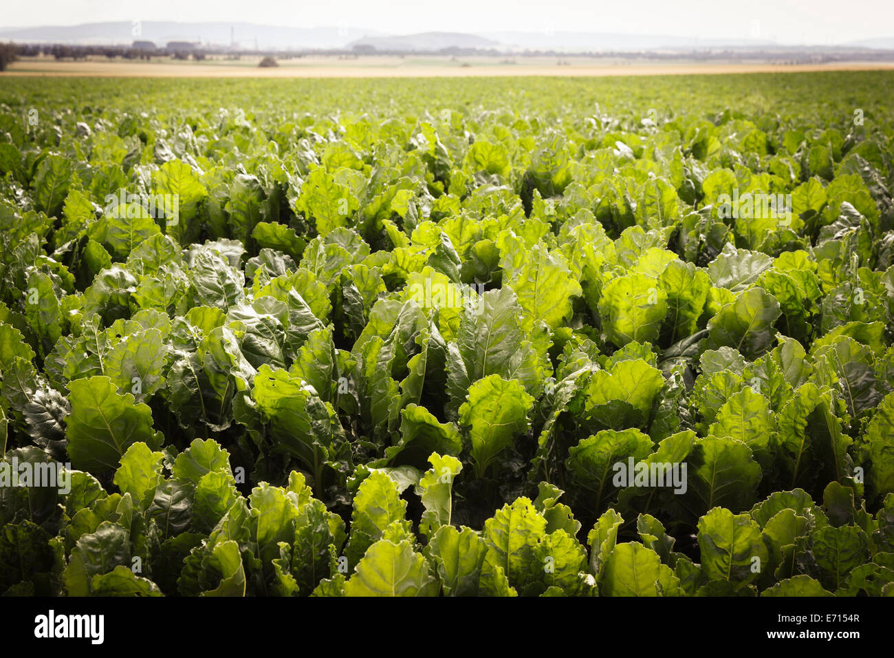 Germania, Bassa Sassonia, la barbabietola da zucchero campo, Beta vulgaris subsp. vulgaris Foto Stock