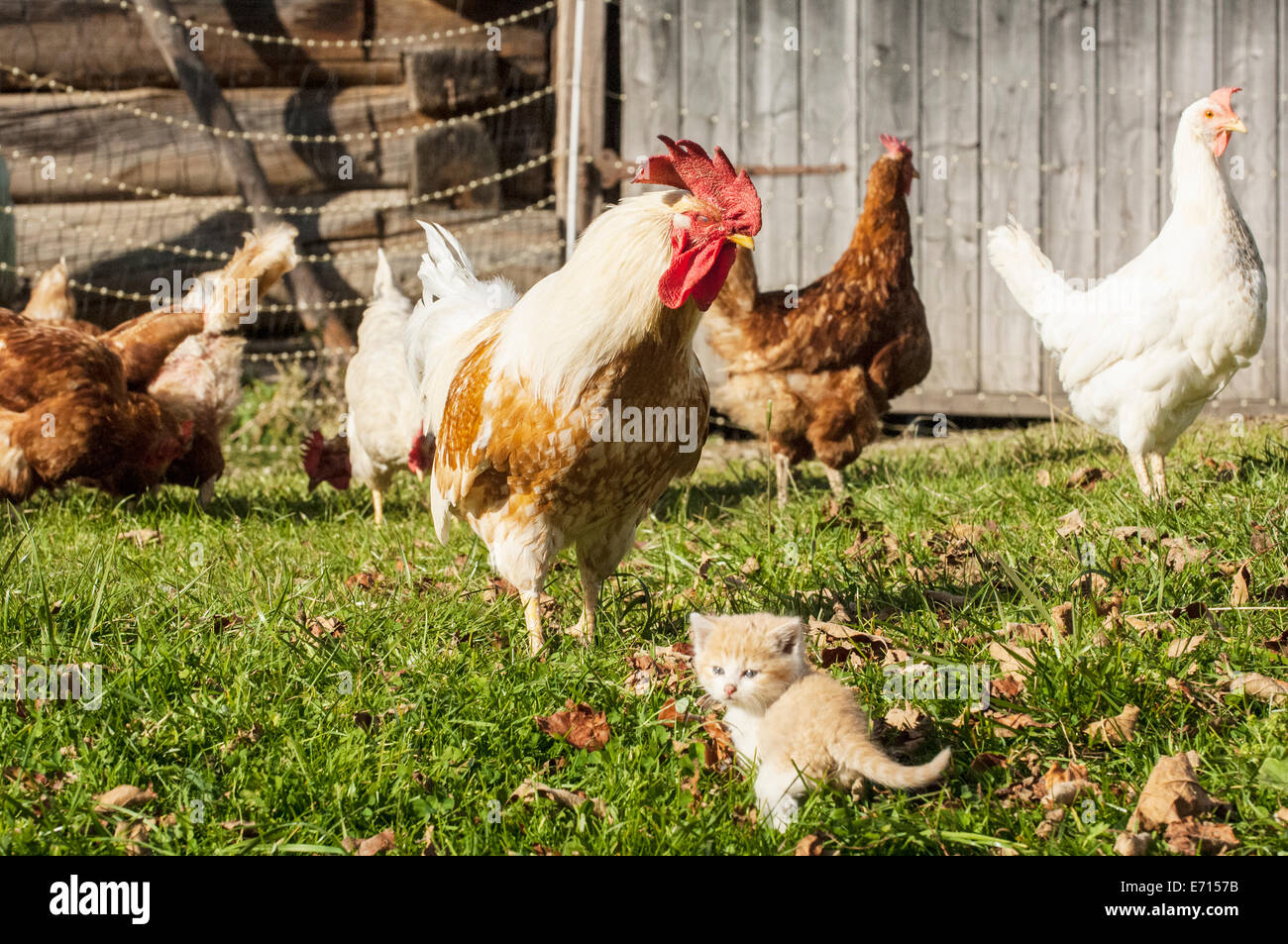 Gattino e polli in una fattoria Foto Stock