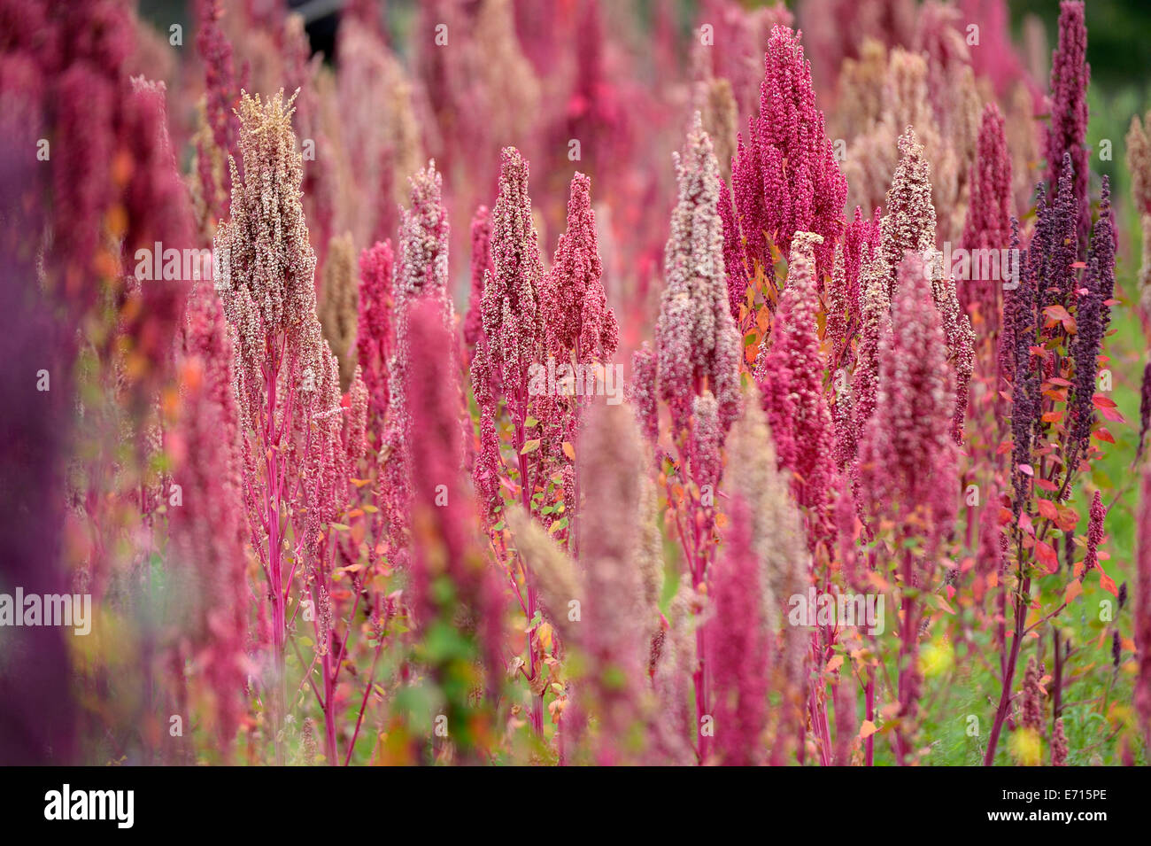 Il Perù, campo di quinoa, Chenopodium quinoa, vista parziale Foto Stock