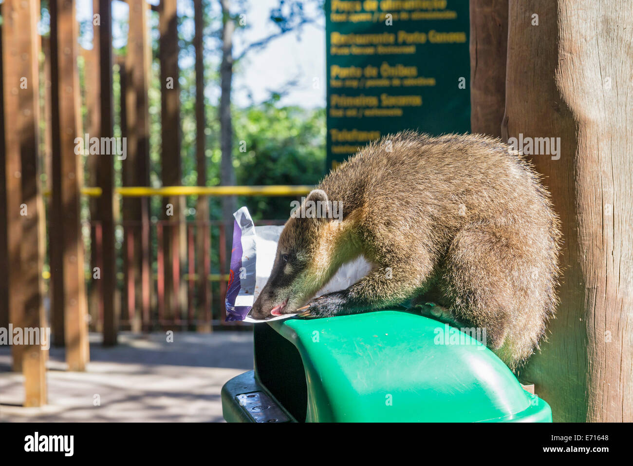 Il Brasile, Parana, Parco Nazionale di Iguazu, sud americana coati, Nasua nasua, seduto su un bidone dei rifiuti leccare off una carta Foto Stock